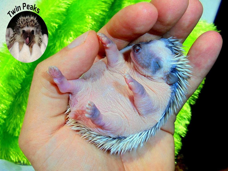 Jeż, jeżyk pigmejski, jeżyki, jeże afrykańskie.Jeż z RODOWODEM Hodowla