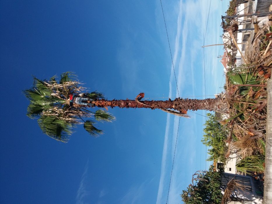 Limpeza de terrenos, Poda/Abate de Arvores  Preços Baixos