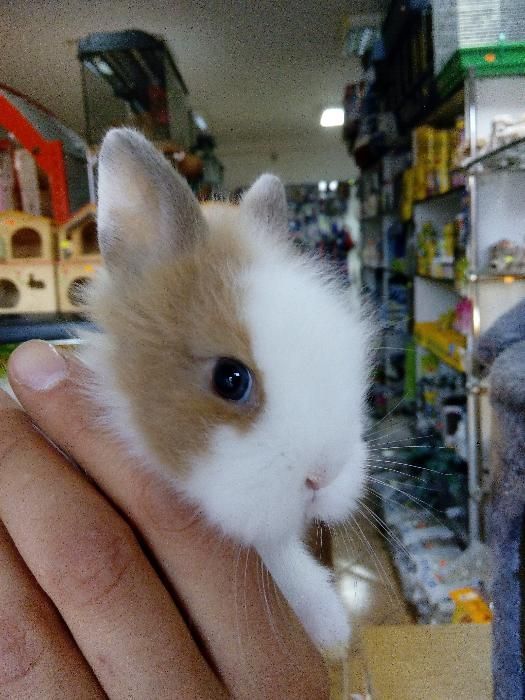 Królik króliki miniaturki barany angor karzełek teddy hermelin