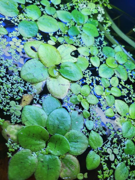 Planta flutuante Limnobium laevigatum