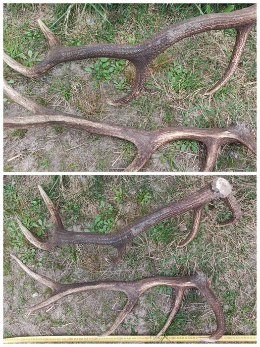 Роги оленя, скинуті в природних умовах