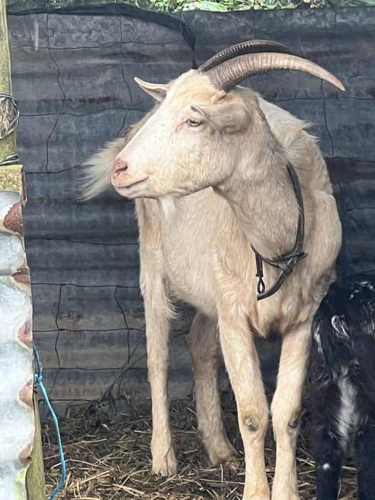 Cabra pura  ALPINA