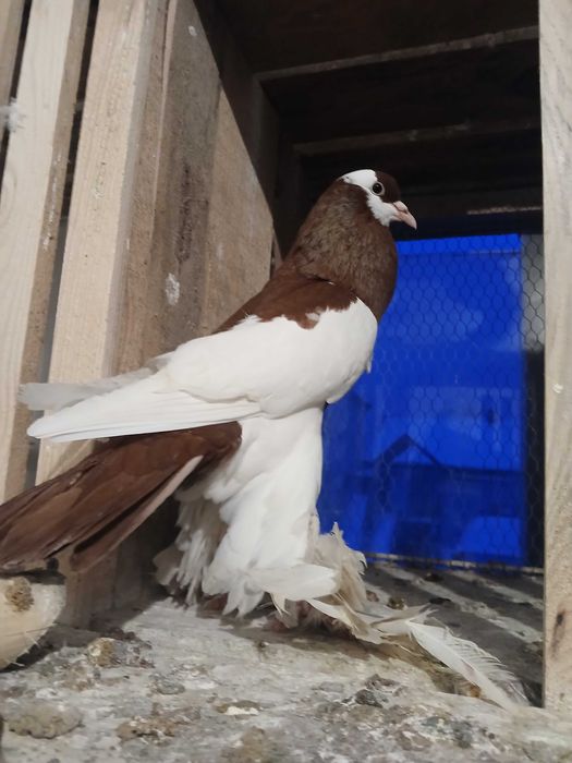 Garłacz czeski młody samiec