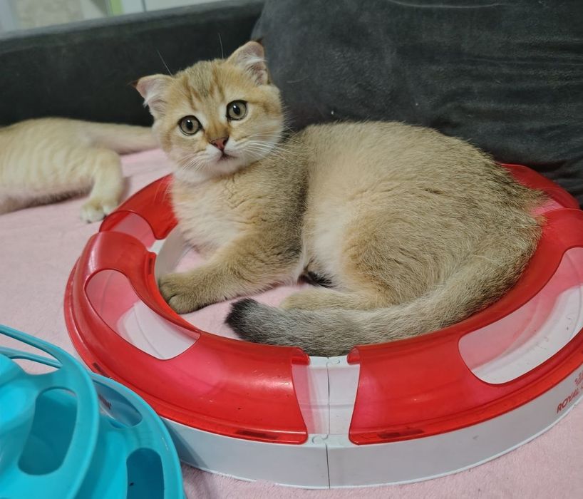 Шотландські кошенята