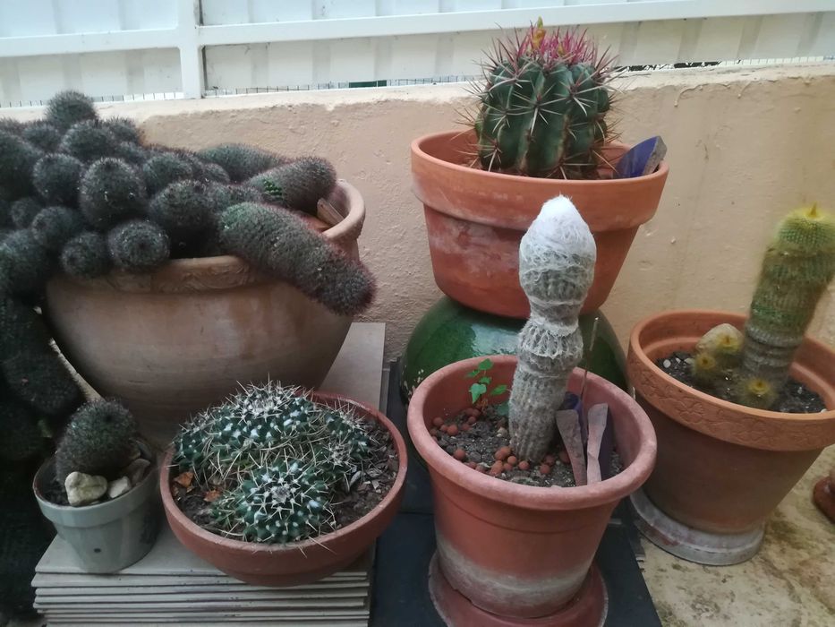 Cato Cereus Mandacaru e OUTROS
