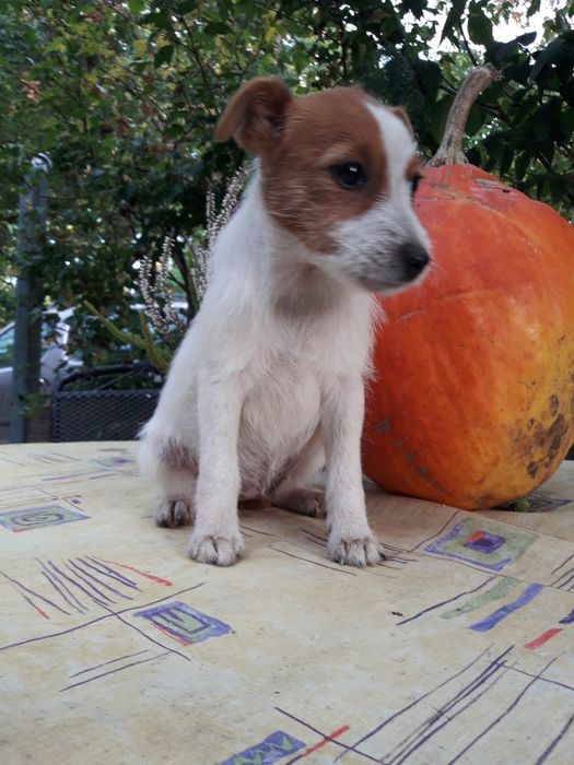 Jack Russell Terrier suczka