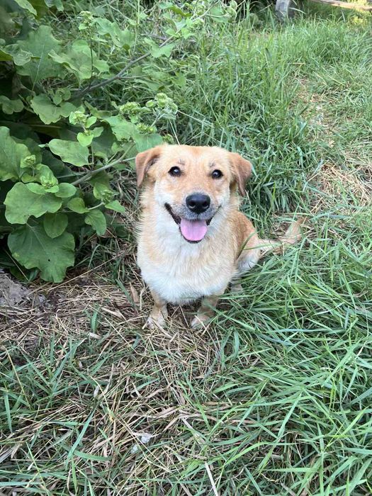 Отдам в хорошие руки