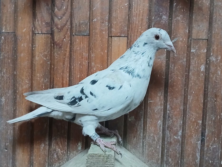 Gołębie pocztowe  stipper brown almond