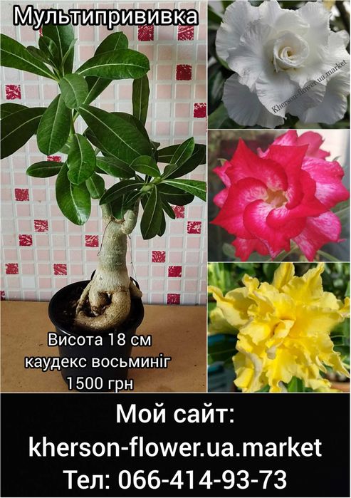 Адениум привитый Love in а fallen city