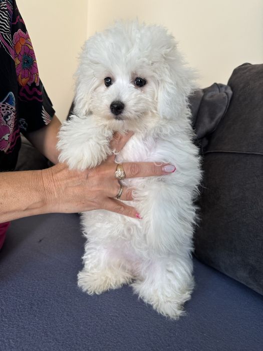 Цуценята бішонів