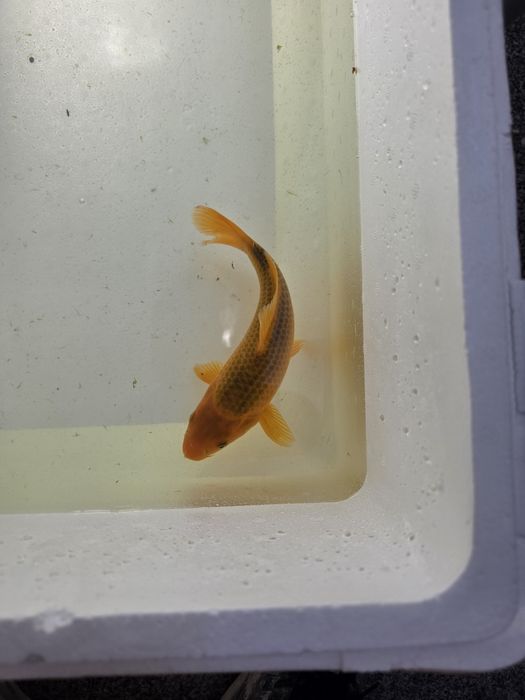 Carpa koi japonesa