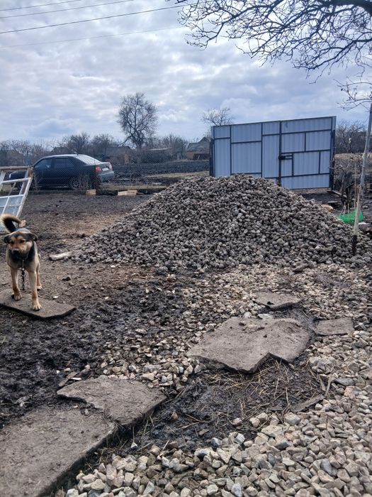 Віддам сторожову собаку
