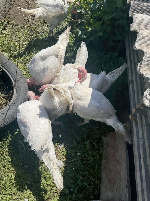 Продам. Індиче готове. Мясо