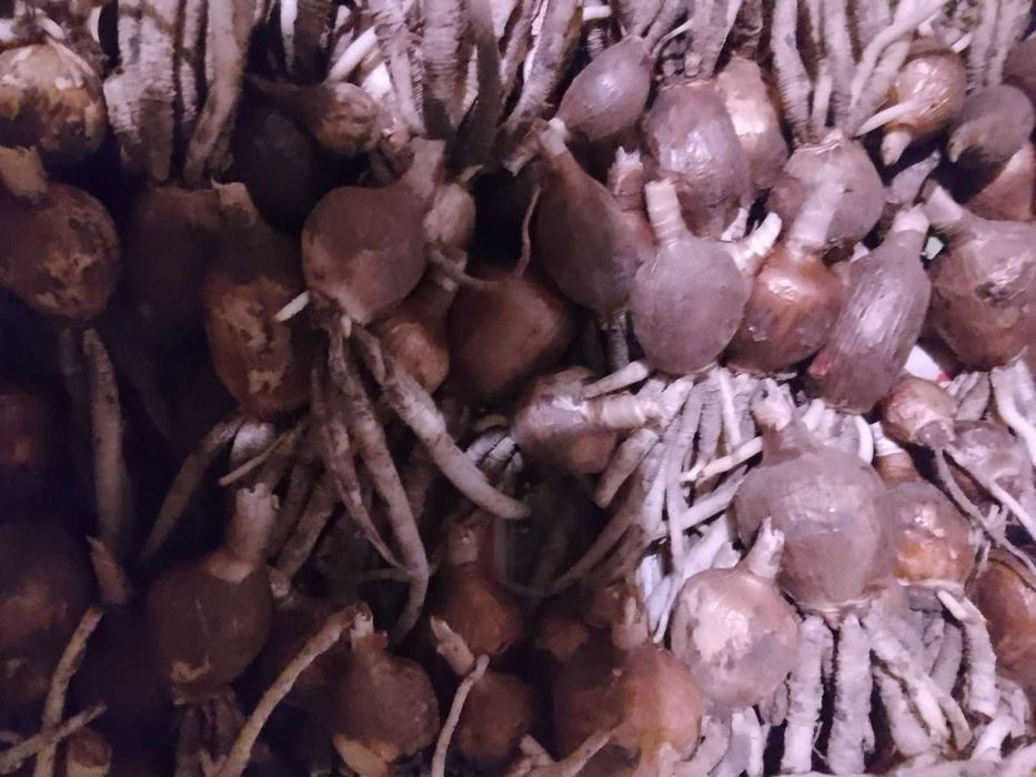 Цибулини Пауча лілія (Гіменокалісу Фесталіс) 3-4 см 60 грн