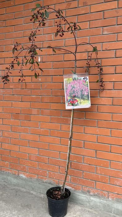 Ялівець на штамбі,модрина, штамбові дерева,береза, сакура, магнолія