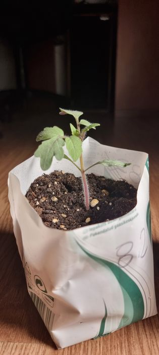 Tomate Preto ( mudas )