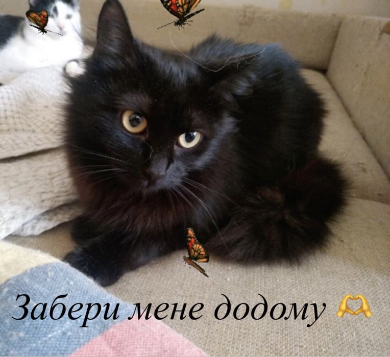 Пухнаста красуня чекає на своіх мам і тат