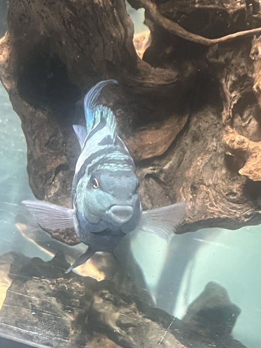 Casal Hybrid Blue Tiger Parrot fish Adultos!