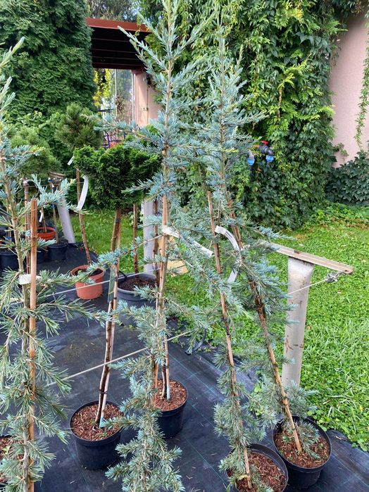 Cedr himalajski Karl Fusch