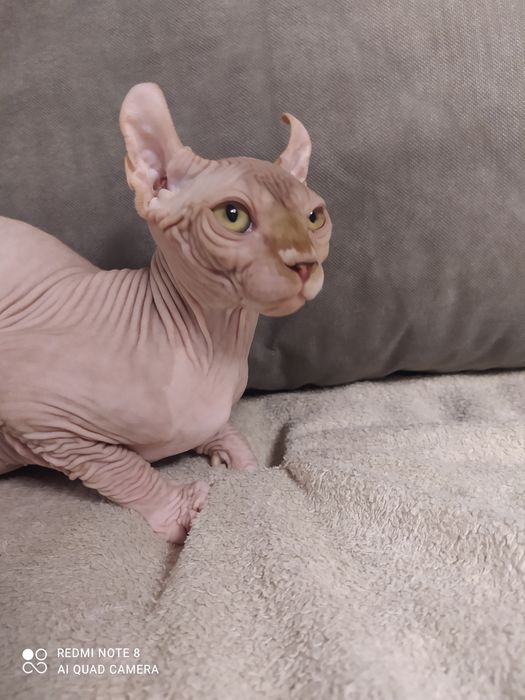 Канадский сфинкс мальчик