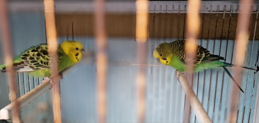 Vendo conjunto de pássaros