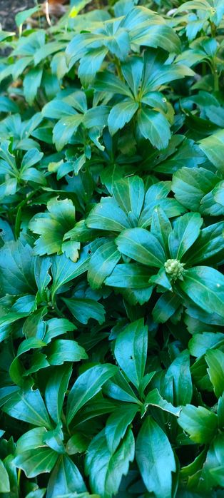 Sadzonki rumianki japonskiej