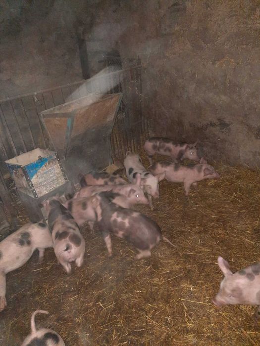 Продам поросят мясной породы