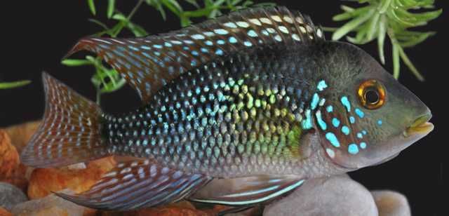 Ziemiojad brazylijski - Geophagus brasiliensis - dowóz, wysyłka