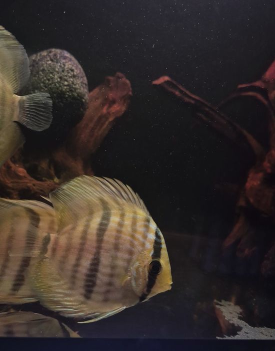 Discus heckli wild/Paletki /dyskowce