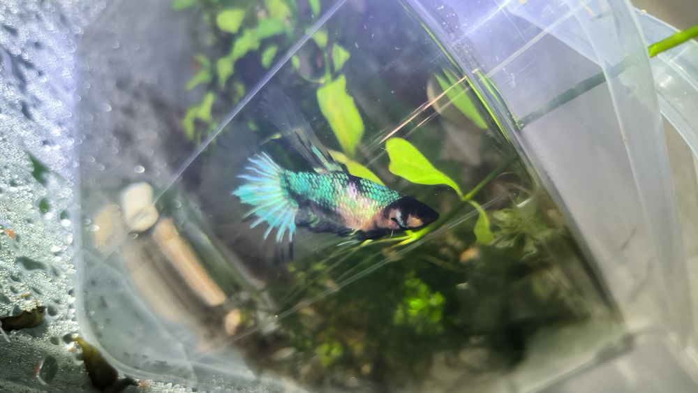 Betta halfmoon black turquoise metalic
