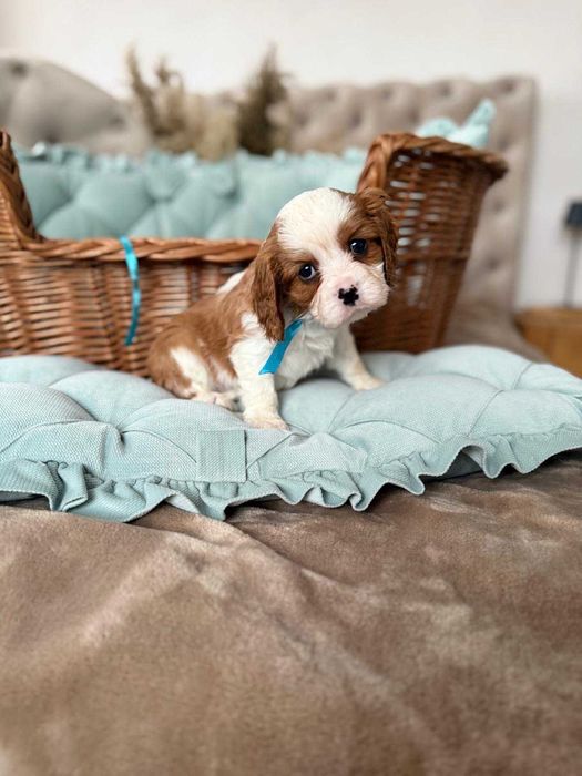 Cavalier King Charles Spaniel piesek z rodowodem