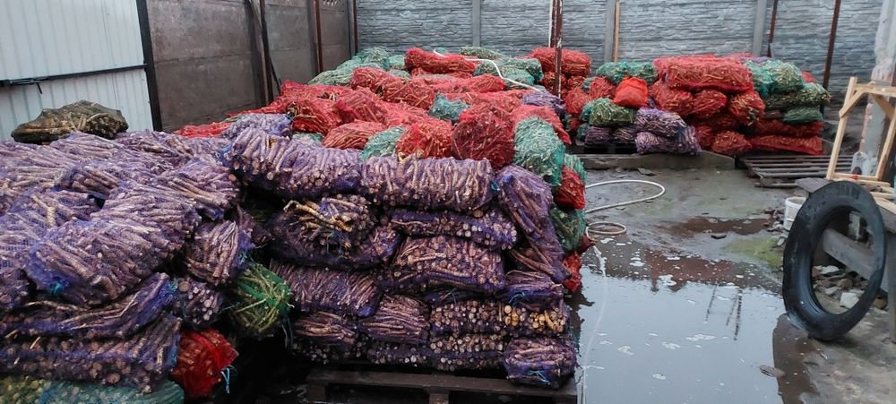 Продам корінь хріну