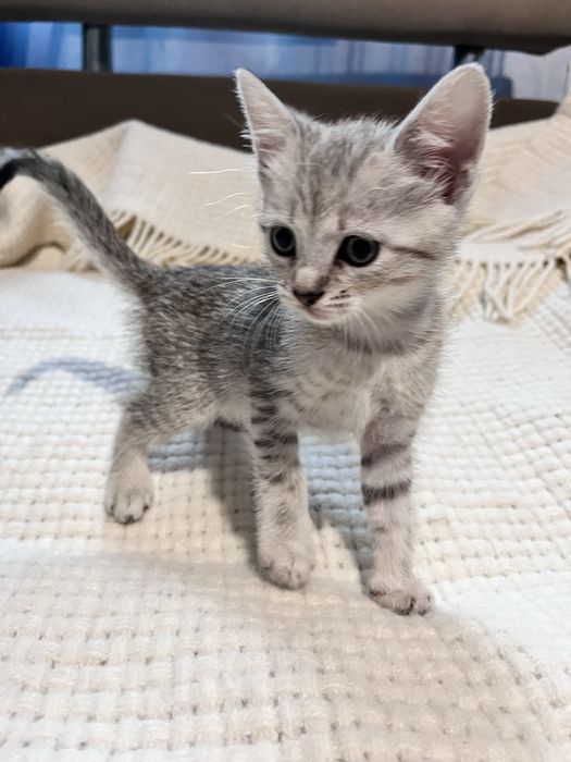 Кошеня хлопчик шукає господаря