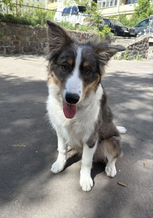 Border Collie szczeniak
