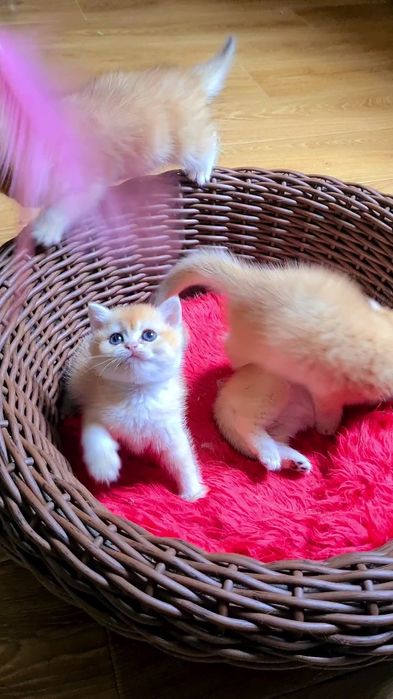 Золотая шиншилла мальчик