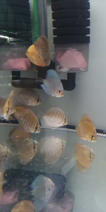 GB Dyskowce - PALETKI Red Turkus rozmiar ''XS'' do 4 cm