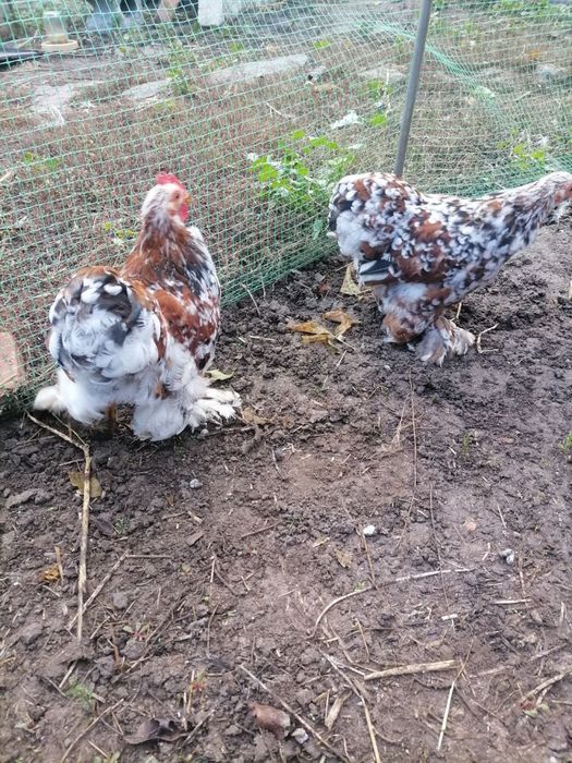 Продам кохінхін карликовий