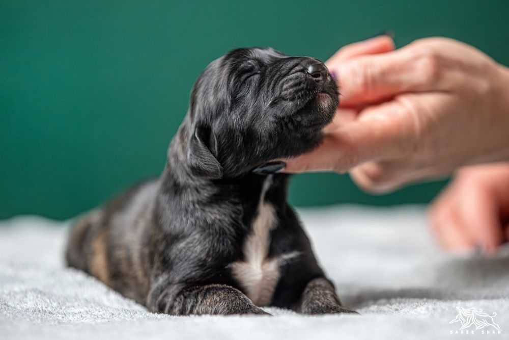 Chart afgański samiec