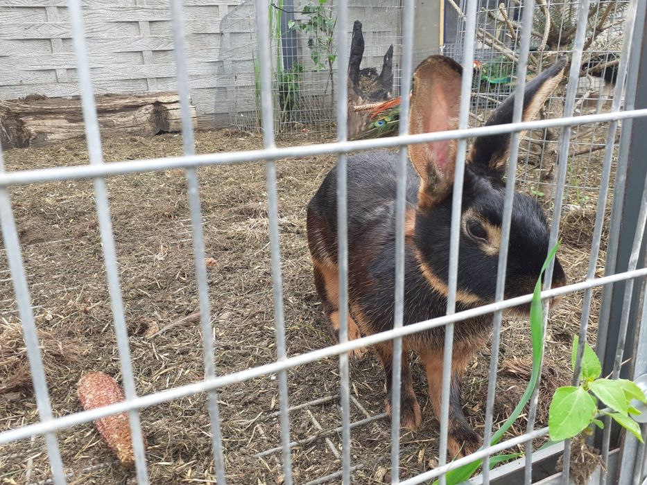 siatka fi 1,4mm,oko 19/19mm hodowlana ocynk,papugi,gołębie