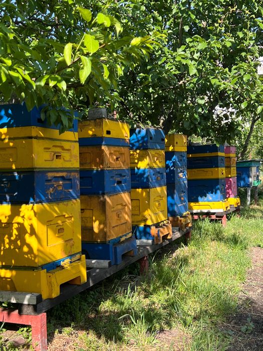 Продам пасіку, вулики, сімʼї.