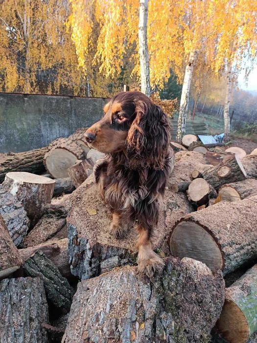 Англійський кокер спаніель шукає дівчинку