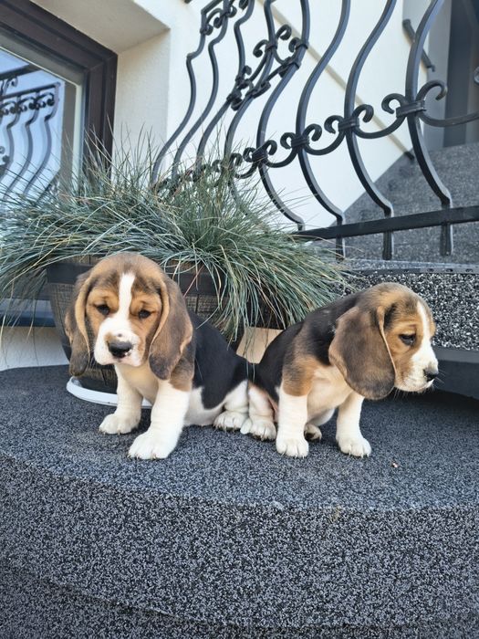 Beagle szczenięta