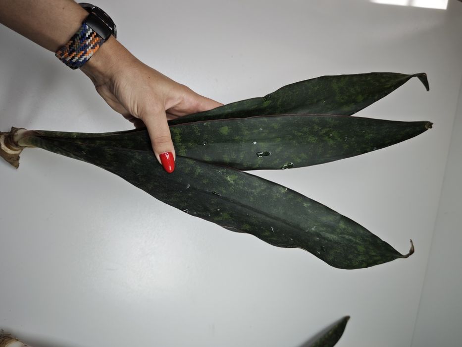 REZERWACJA Sansevieria Ngare Nanyuki