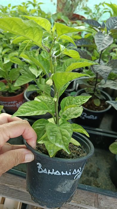 Vendo Plantas de Pimentas / Malaguetas raras ( 200 variedades)
