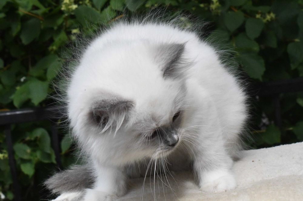 Ragdoll kotka LILLY