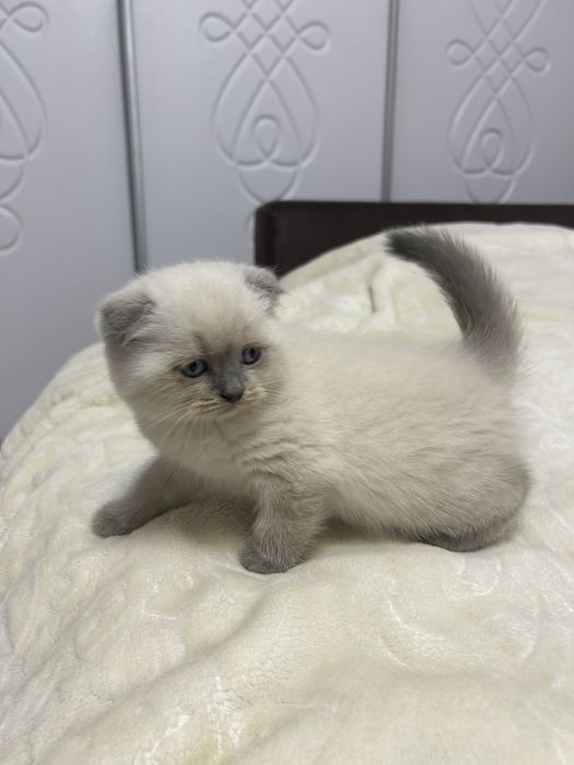 Шотландські кошенята