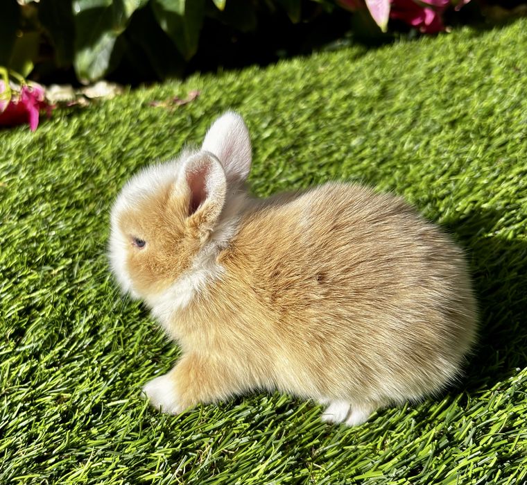 Coelho anão miniatura