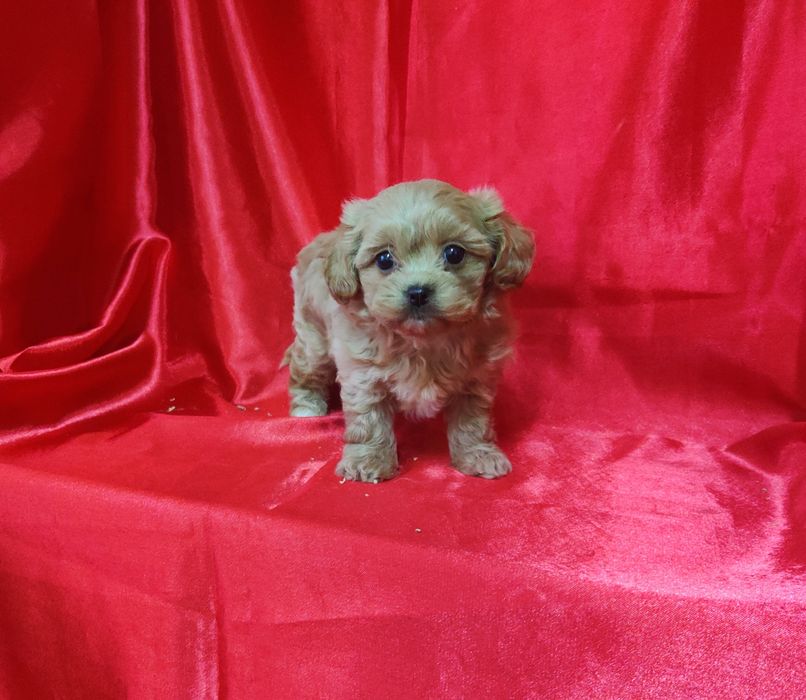 ‼️Шикарная толстушка мальтипу Ф-1