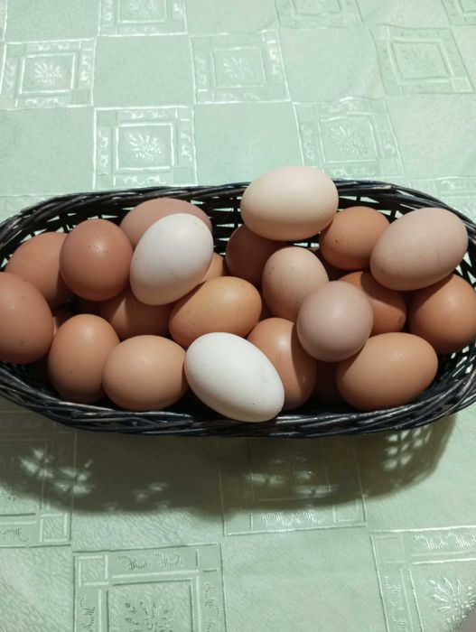 Świeże jajka wiejskie dowóz gratis