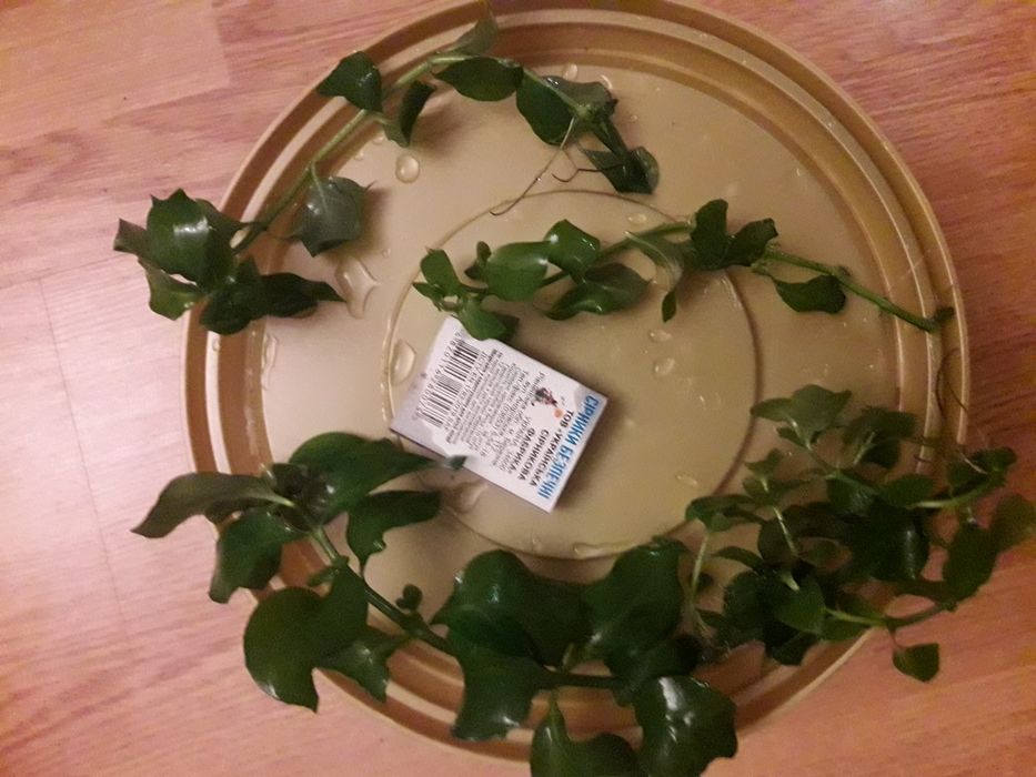 Людвигия + Анубиас